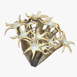Organ Pipe Coral Low Poly model