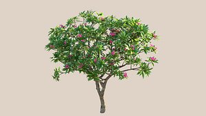 Plumeria Frangipani Tree 2 3D model