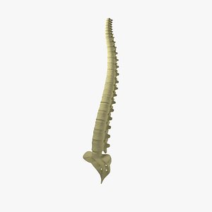 Spine - Vertebral Column Thoracic