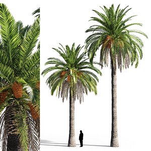date palm model