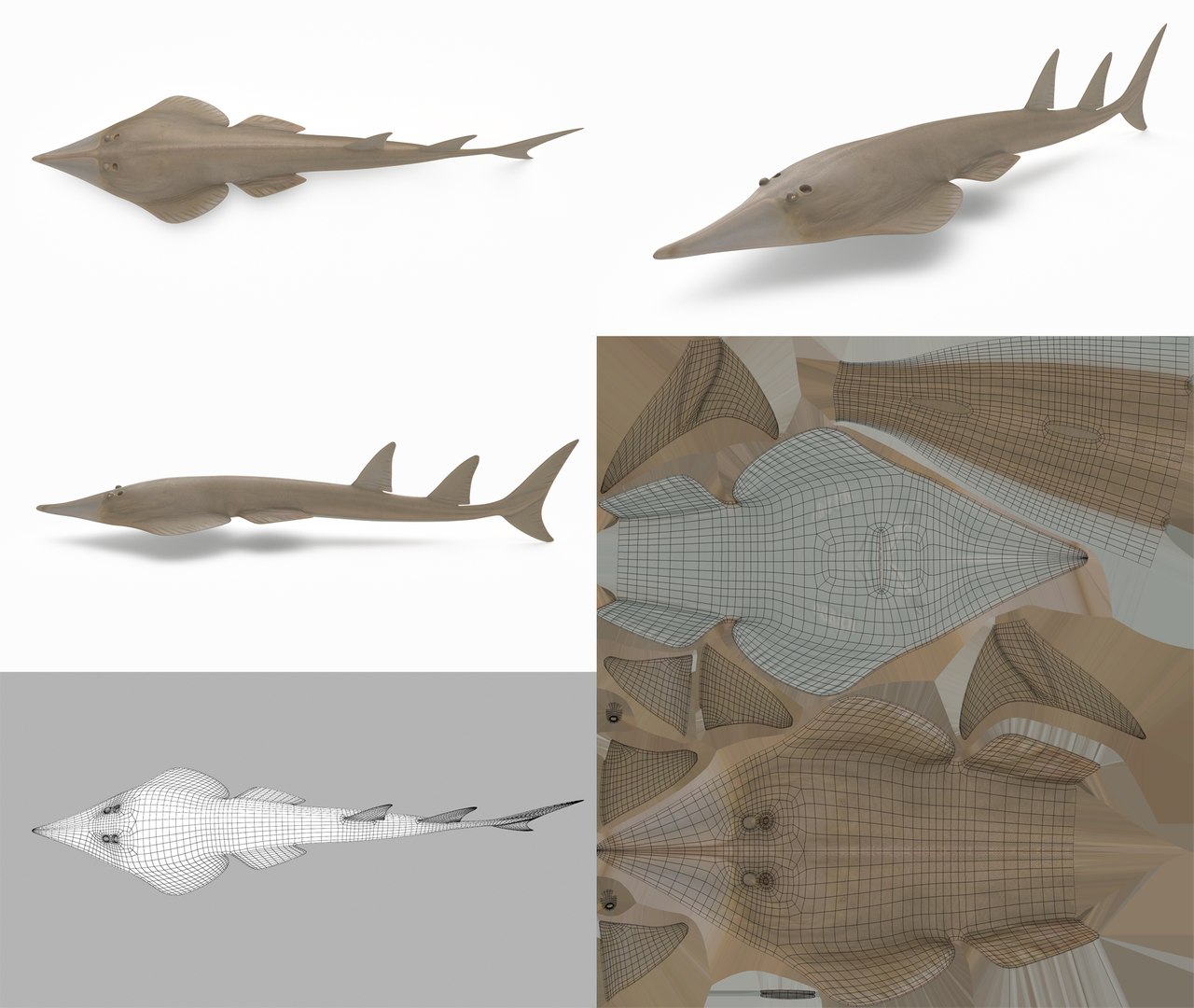 3D Fish Collection 04 https://p.turbosquid.com/ts-thumb/rY/1dK4WQ/0s/giantshovelnoseray_1/png/1667799620/1920x1080/fit_q87/88288e35ef0816f557f9b0e51560dc1e655f4c62/giantshovelnoseray_1.jpg