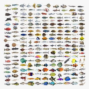 3D Fish Collection 04