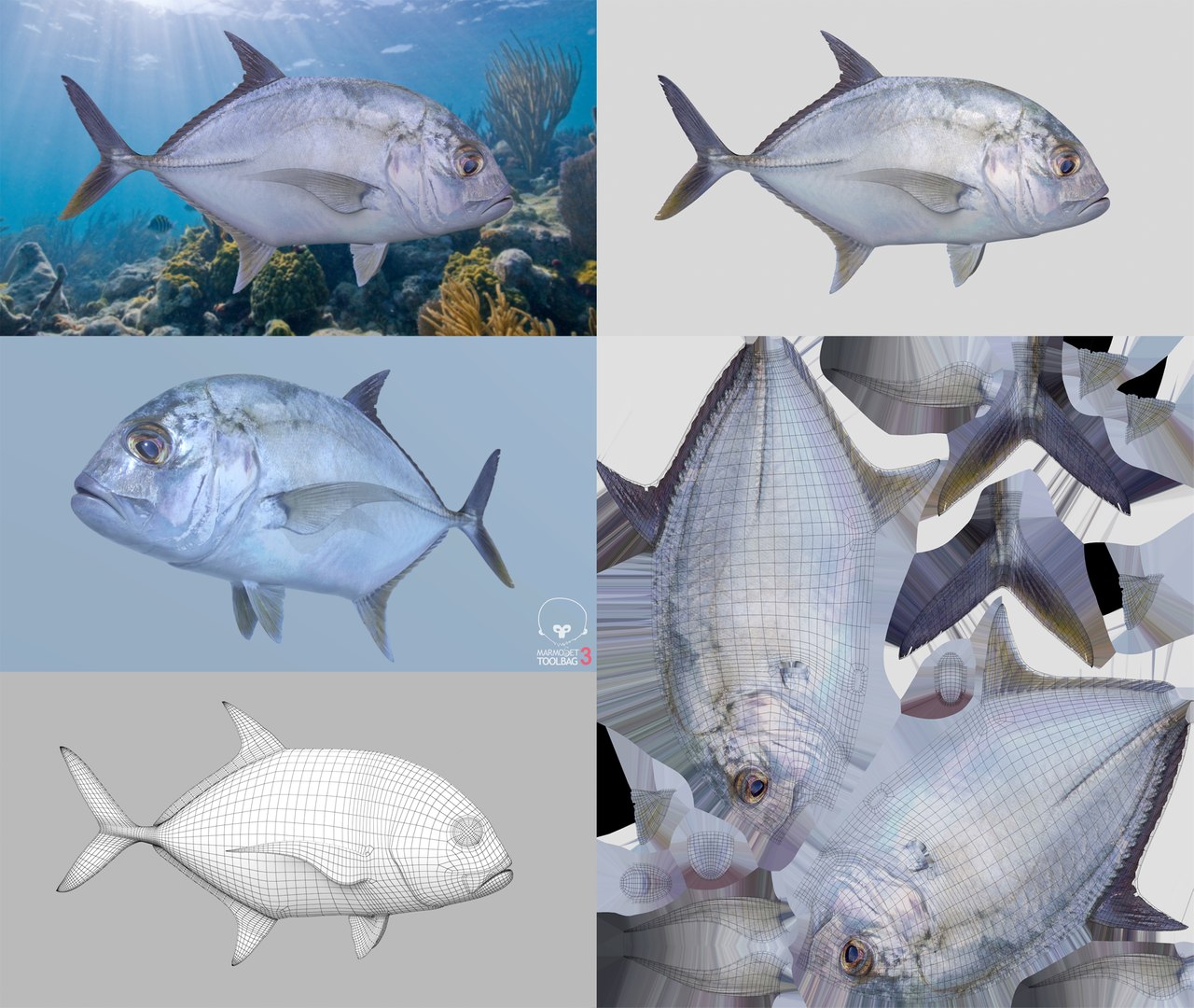 3D Fish Collection 04 https://p.turbosquid.com/ts-thumb/rY/1dK4WQ/4j/trevally_1/png/1667799329/1920x1080/fit_q87/4c4899dc448287718d54aac4f5b70fced36edc26/trevally_1.jpg