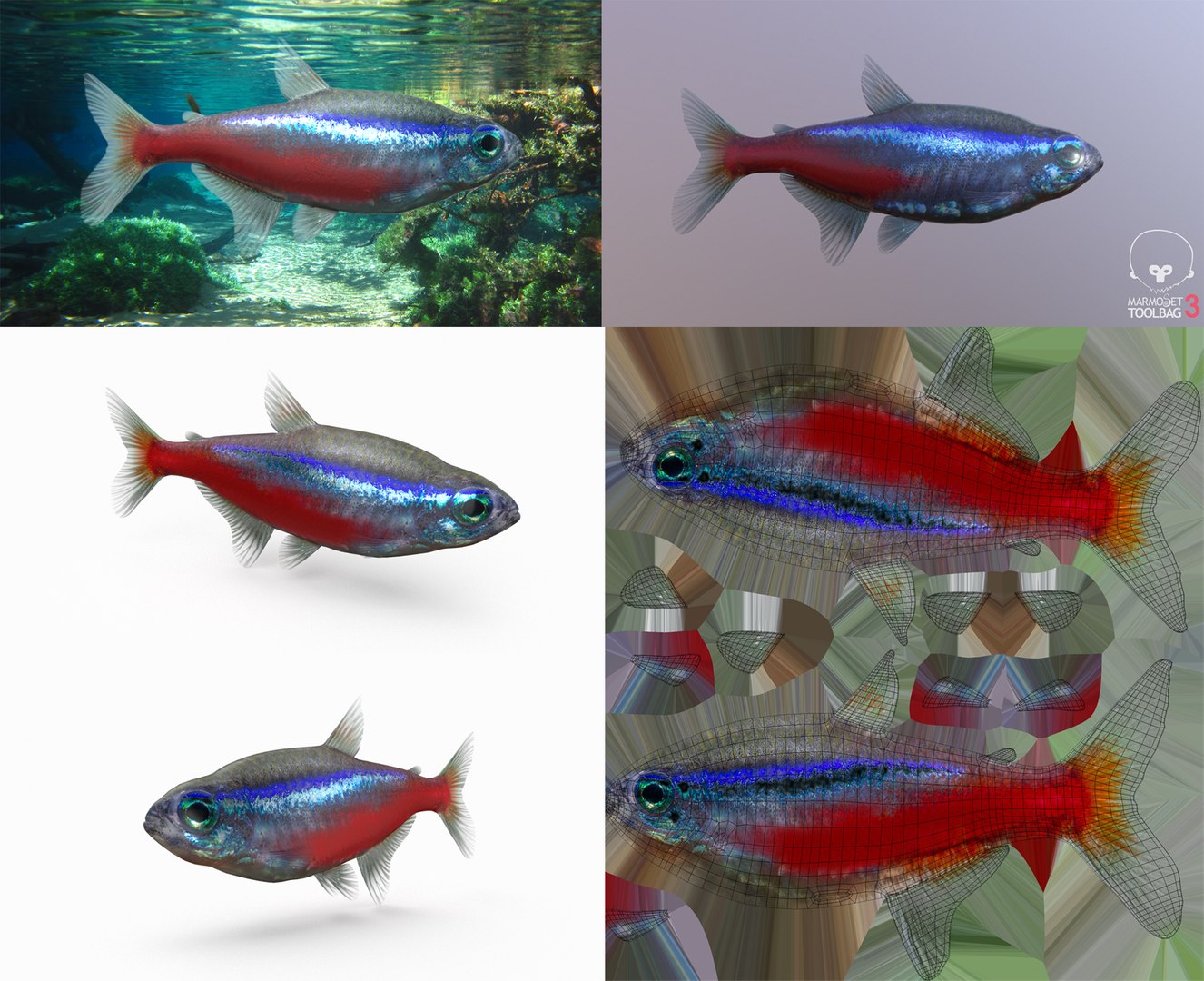 3D Fish Collection 04 https://p.turbosquid.com/ts-thumb/rY/1dK4WQ/5I/cardinal_1/png/1667799610/1920x1080/fit_q87/e34a96262ff7a9b3cfbe470285a60b3effc8341c/cardinal_1.jpg