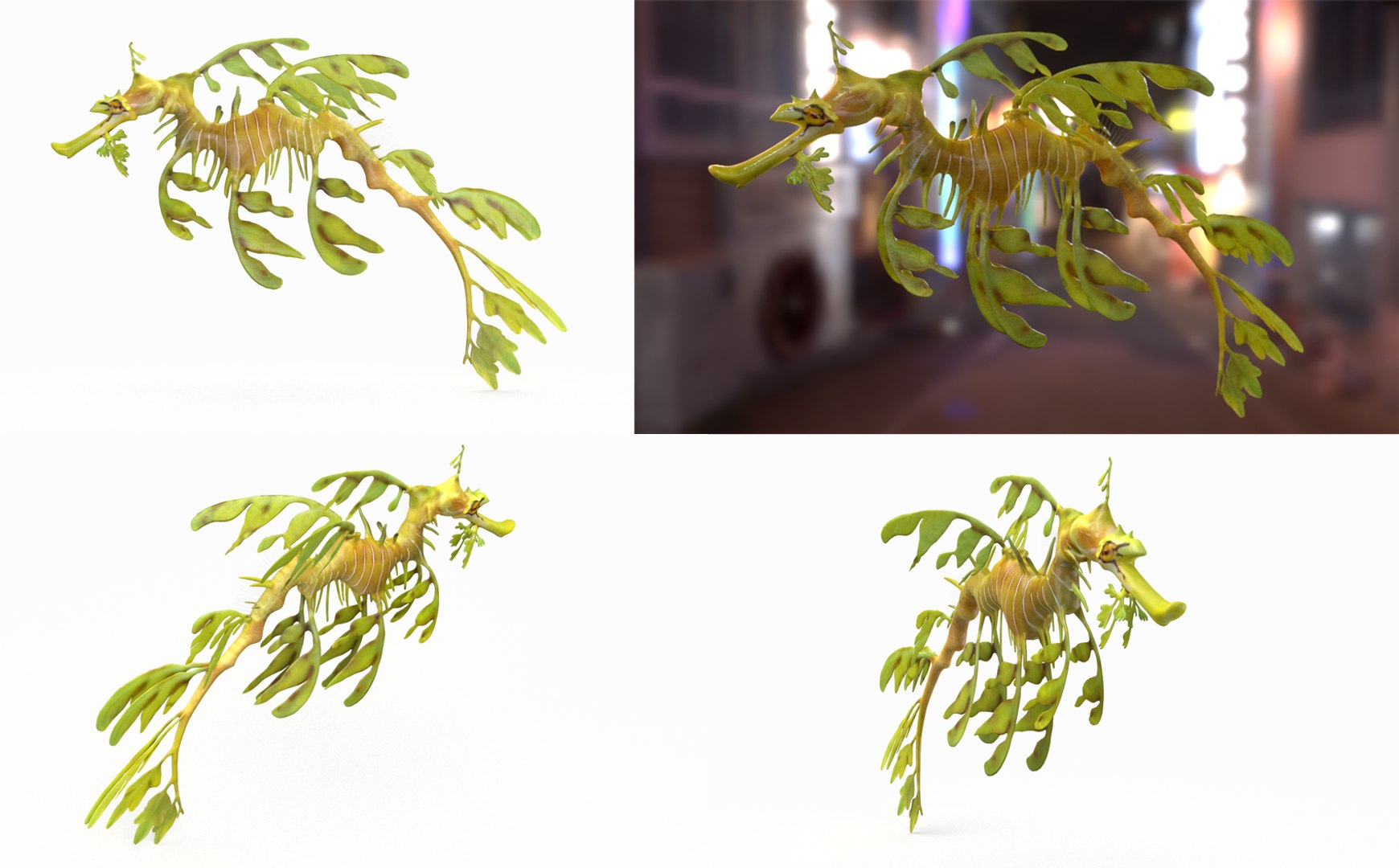 3D Fish Collection 04 https://p.turbosquid.com/ts-thumb/rY/1dK4WQ/7B/lsd_1/png/1667799624/1920x1080/fit_q87/e694f1e0e240f26da2828cfcdc7a2281ba22f0ec/lsd_1.jpg