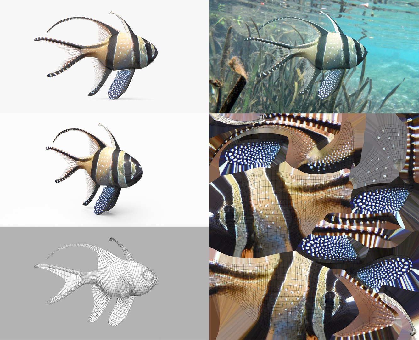3D Fish Collection 04 https://p.turbosquid.com/ts-thumb/rY/1dK4WQ/7R/bangai_1/png/1667799594/1920x1080/fit_q87/0aed356bd4eca0b03d8ce2aae1413bdd7db48116/bangai_1.jpg