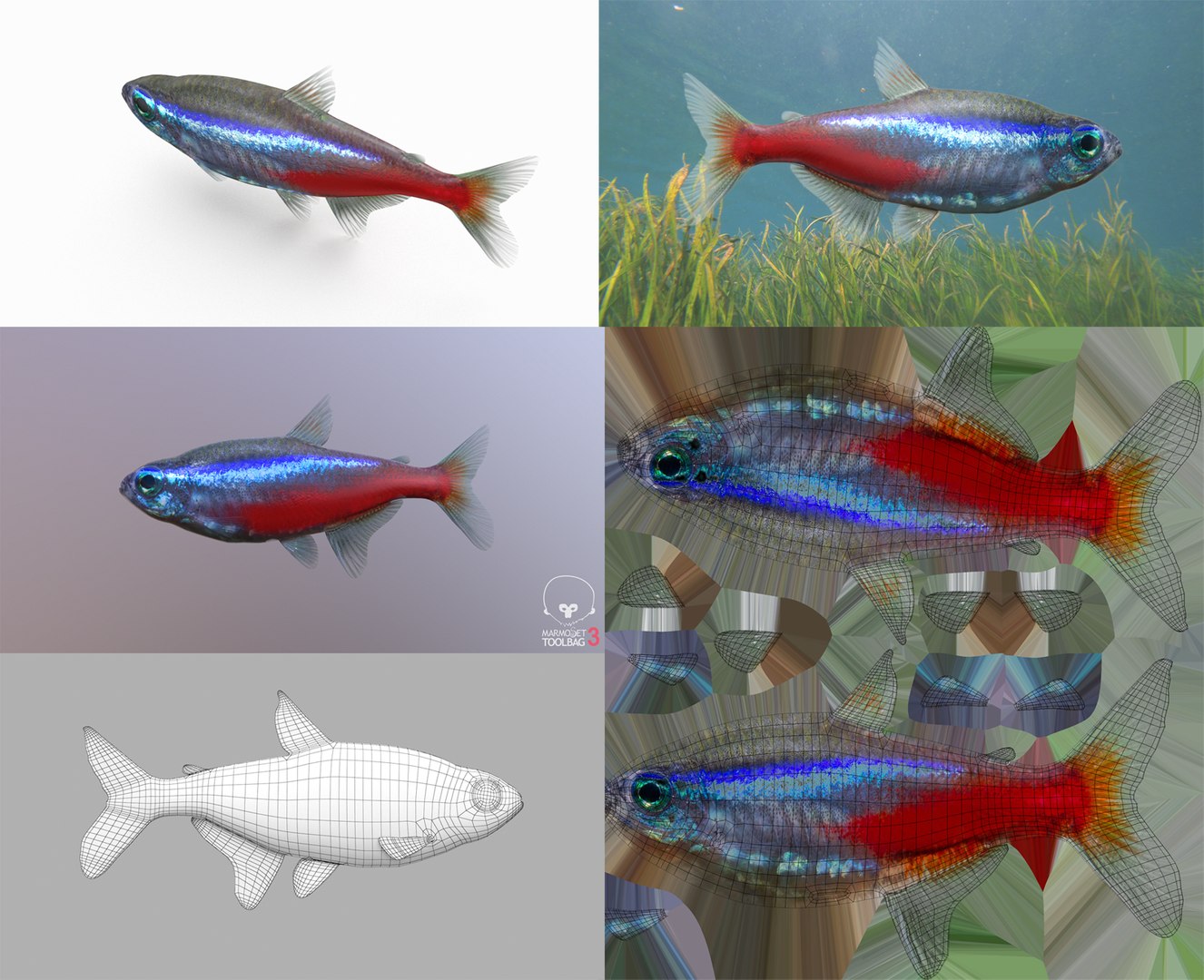 3D Fish Collection 04 https://p.turbosquid.com/ts-thumb/rY/1dK4WQ/7b/neontetra_1/png/1667799628/1920x1080/fit_q87/7d4b71b53ad9fbd75ef04137c9a2a5d88c274186/neontetra_1.jpg