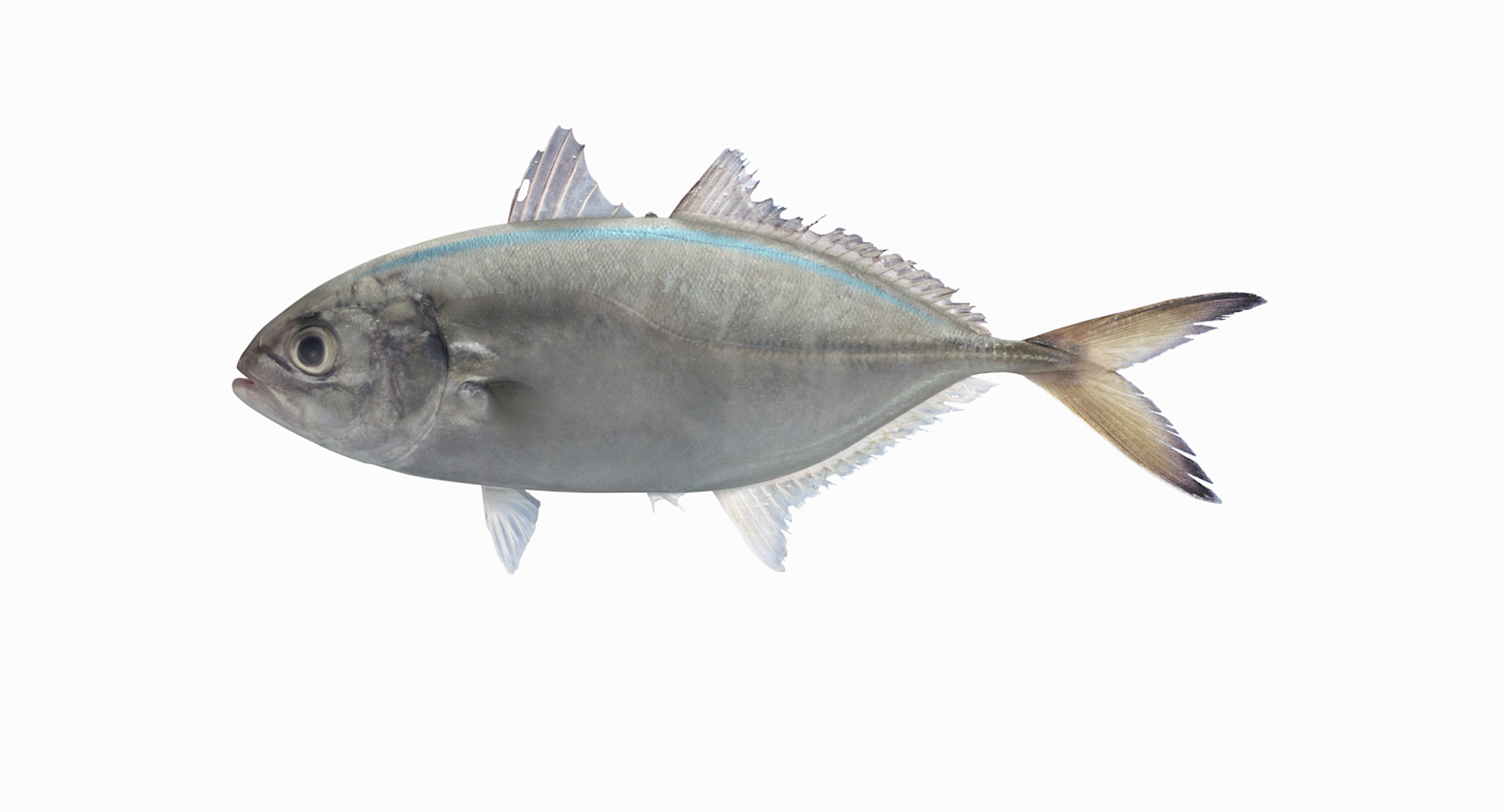 3D Fish Collection 04 https://p.turbosquid.com/ts-thumb/rY/1dK4WQ/AZ/barjacktt/png/1667801793/1920x1080/turn_fit_q99/a3bc320d86e52a3d2442f57516943781eaa08e2c/barjacktt-1.jpg