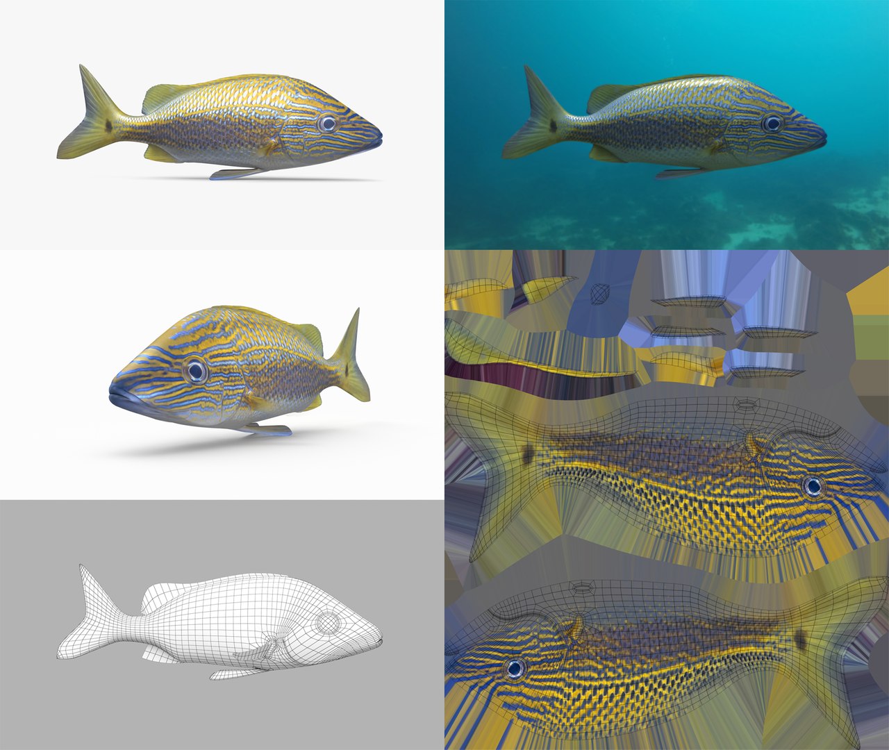 3D Fish Collection 04 https://p.turbosquid.com/ts-thumb/rY/1dK4WQ/Au/caesargrunt_1/png/1667799605/1920x1080/fit_q87/3d079230f6367b7d2b1dad33c72d4c5cbb0733bc/caesargrunt_1.jpg