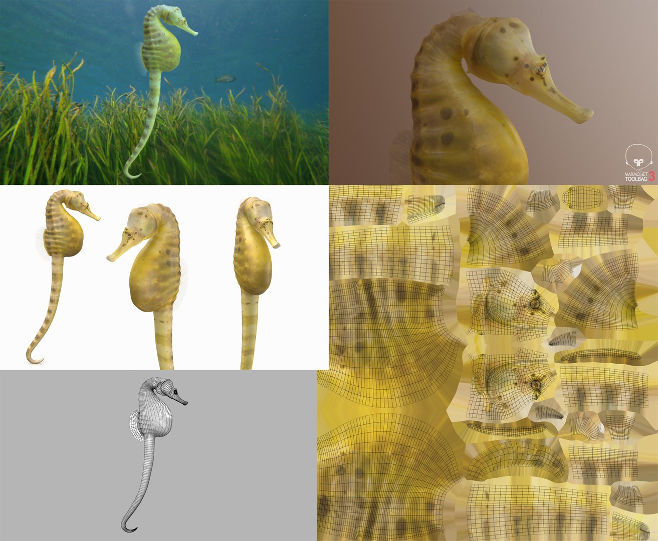 3D Fish Collection 04 https://p.turbosquid.com/ts-thumb/rY/1dK4WQ/B6/bbsh_1/png/1667799596/1920x1080/fit_q87/ea8d5f5ef4ecbae4527639df9ca15f5daeef5dad/bbsh_1.jpg