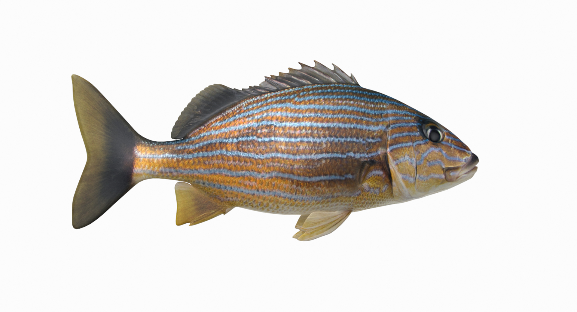 3D Fish Collection 04 https://p.turbosquid.com/ts-thumb/rY/1dK4WQ/Lh/bsgtt/png/1667801905/1920x1080/turn_fit_q99/170a9c1f2e581a7effabc22693037ba846421714/bsgtt-1.jpg