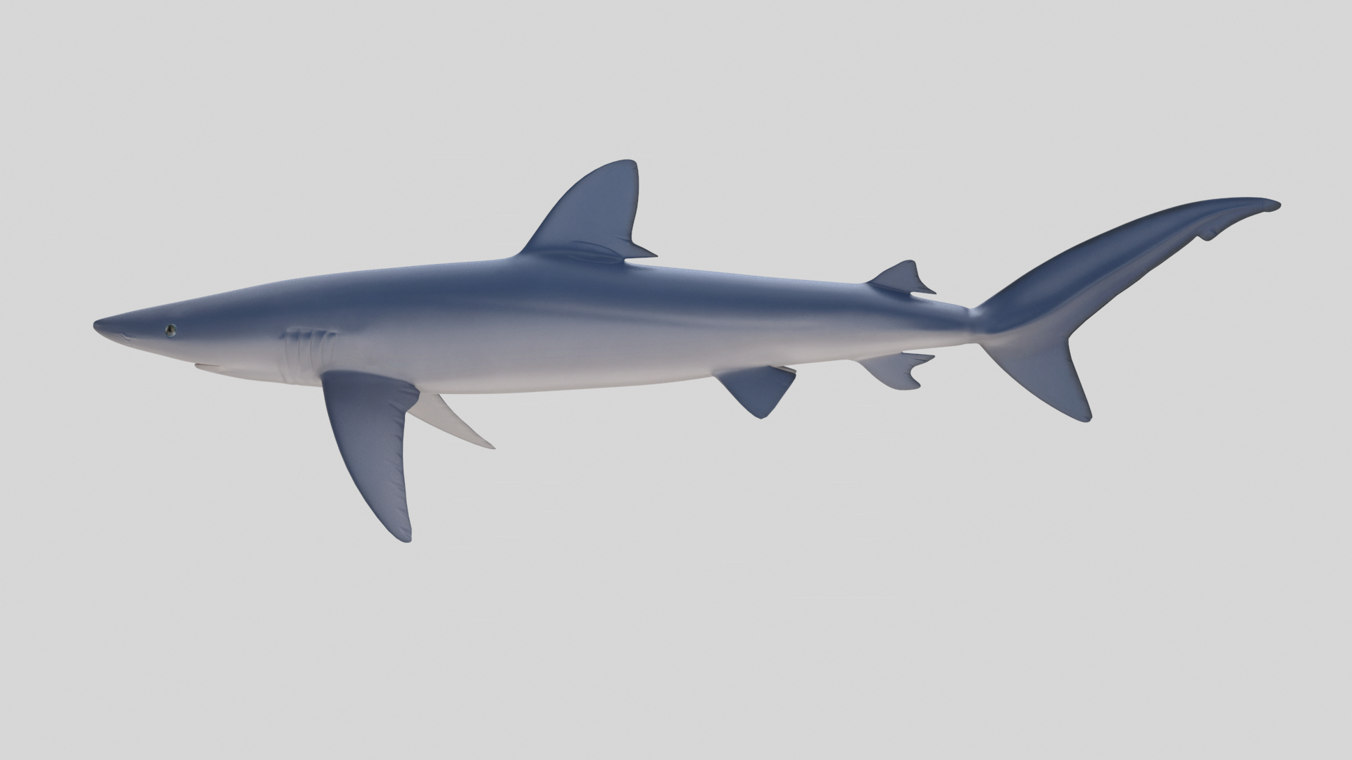 3D Fish Collection 04 https://p.turbosquid.com/ts-thumb/rY/1dK4WQ/Ml/bluesharktt/png/1667801602/1920x1080/turn_fit_q99/95bcca7b74eb62210c89df715f519b23a3d269a0/bluesharktt-1.jpg