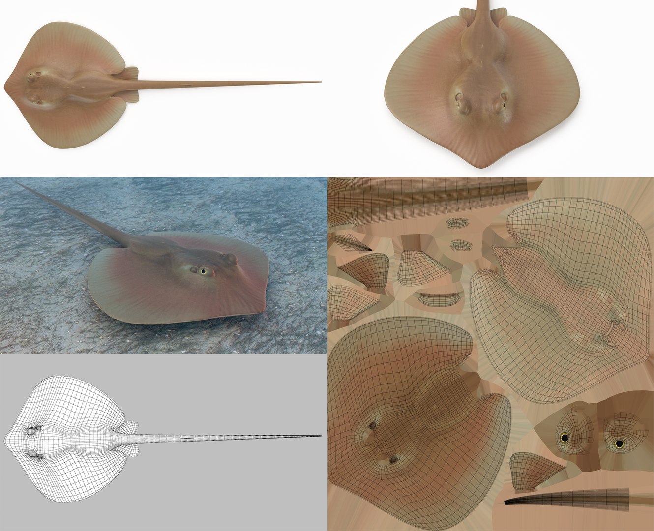 3D Fish Collection 04 https://p.turbosquid.com/ts-thumb/rY/1dK4WQ/NN/atlanticstingray1/png/1667799591/1920x1080/fit_q87/9cd3f0a62439f1862935c891e2e25d4a5c479a8a/atlanticstingray1.jpg