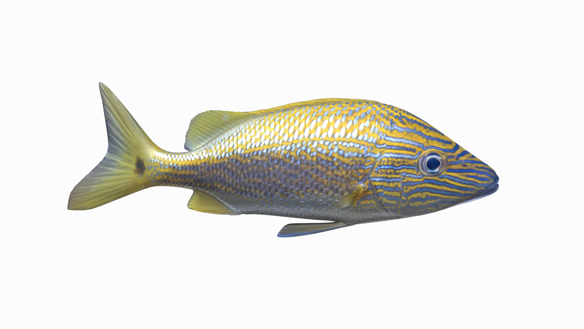 3D Fish Collection 04 https://p.turbosquid.com/ts-thumb/rY/1dK4WQ/Na/caesargrunttt/png/1667801947/1920x1080/turn_fit_q99/942cdcec05e09f0cb37e4b871b631dcab5b5409c/caesargrunttt-1.jpg