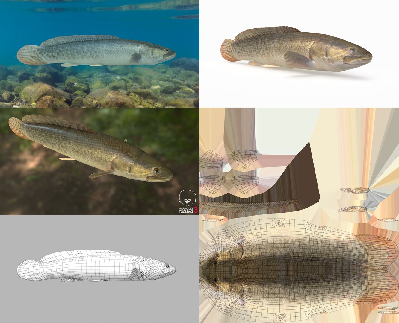 3D Fish Collection 04 https://p.turbosquid.com/ts-thumb/rY/1dK4WQ/Nt/bowfin1/png/1667799606/1920x1080/fit_q87/e739fb569bbe887ac55b3b6589c85c0c12e7a93e/bowfin1.jpg