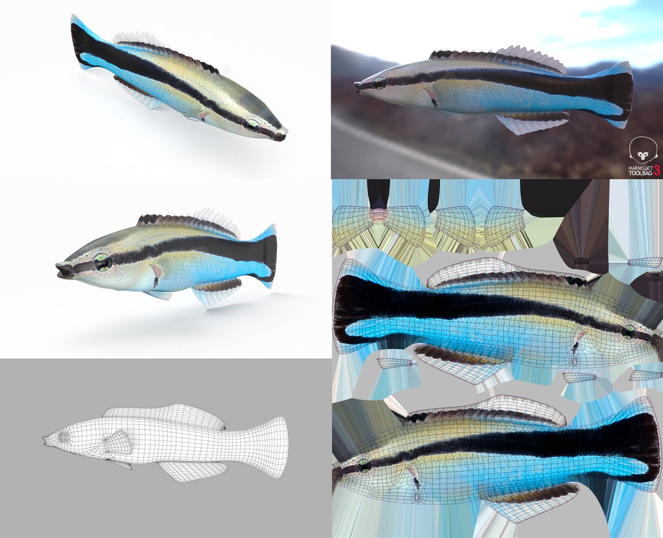 3D Fish Collection 04 https://p.turbosquid.com/ts-thumb/rY/1dK4WQ/OU/cleanerwrasse_1/png/1667799610/1920x1080/fit_q87/2119ab3107ddd9e35e4494ac6ab5d07344e60e2f/cleanerwrasse_1.jpg