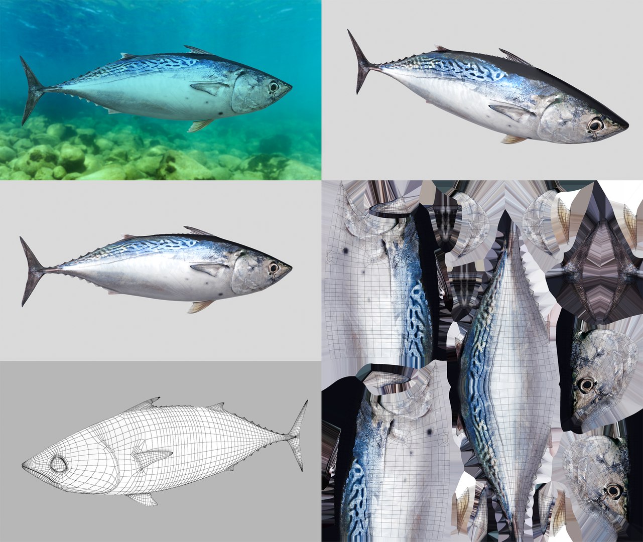 3D Fish Collection 04 https://p.turbosquid.com/ts-thumb/rY/1dK4WQ/Pa/bonito_1/png/1667799320/1920x1080/fit_q87/d4a0f0ef5832787297057816dd78b4504c144962/bonito_1.jpg