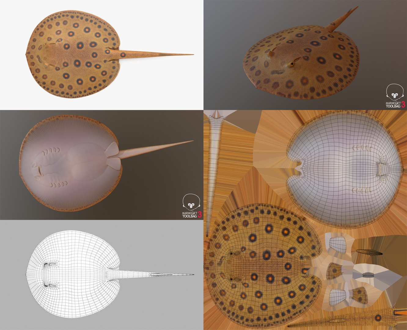 3D Fish Collection 04 https://p.turbosquid.com/ts-thumb/rY/1dK4WQ/Tb/freshwaterstingray_1/png/1667799620/1920x1080/fit_q87/d69cdd03cb0124e37fbbbc74f4ae19737b636cce/freshwaterstingray_1.jpg