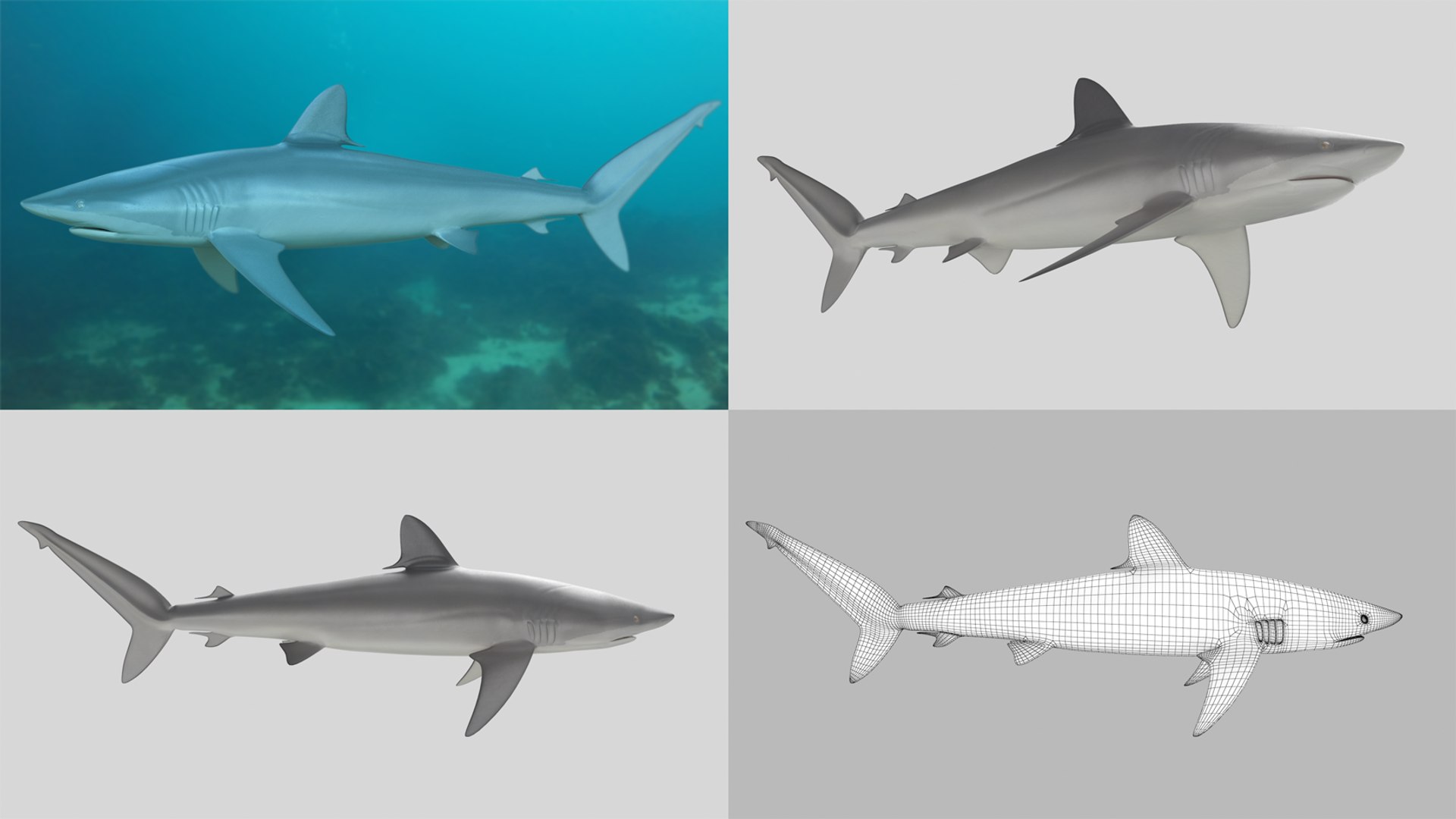 3D Fish Collection 04 https://p.turbosquid.com/ts-thumb/rY/1dK4WQ/UK/silky_1/png/1667799396/1920x1080/fit_q87/e72420c906af4bc8cded0eb51c044253e428a057/silky_1.jpg