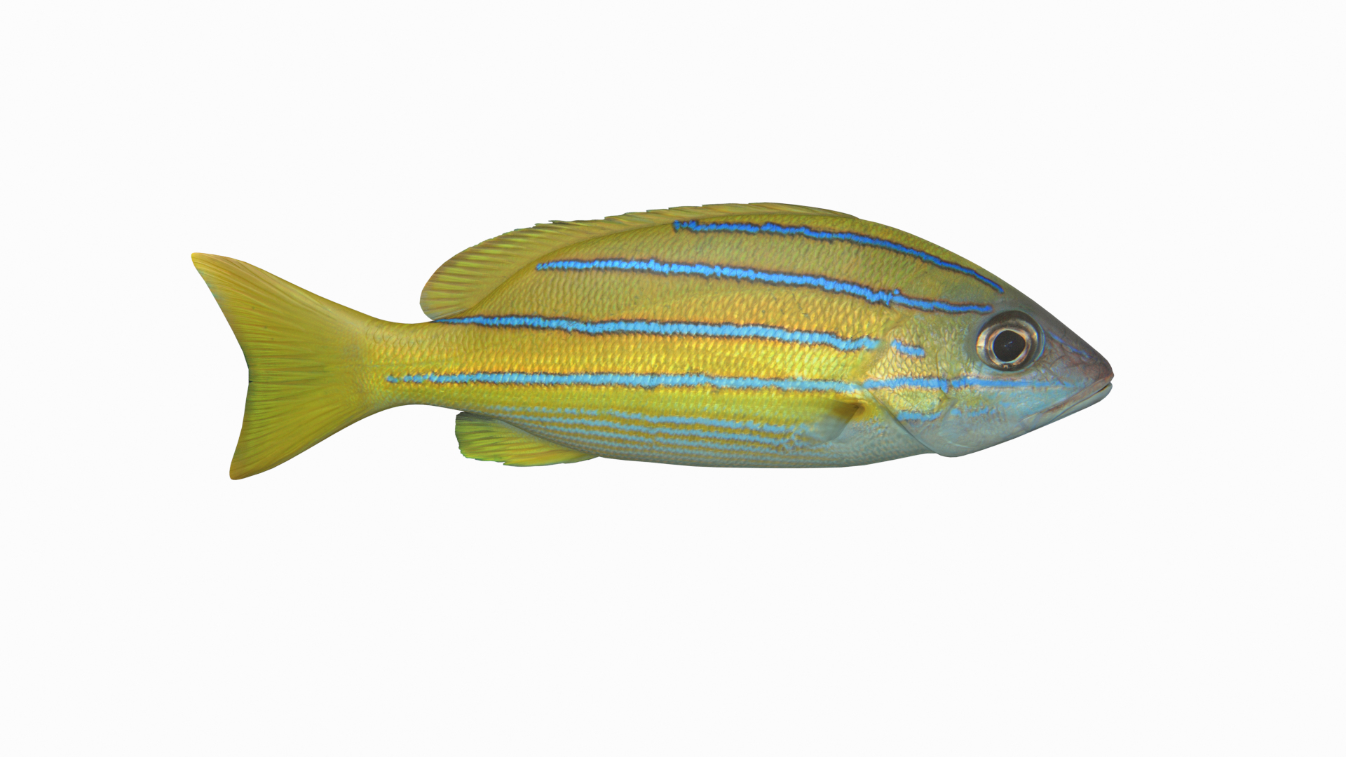 3D Fish Collection 04 https://p.turbosquid.com/ts-thumb/rY/1dK4WQ/Ue/bluelinesnappertt/png/1667802157/1920x1080/turn_fit_q99/036b9457652050dd3d49d0829a068dc0c44f0890/bluelinesnappertt-1.jpg