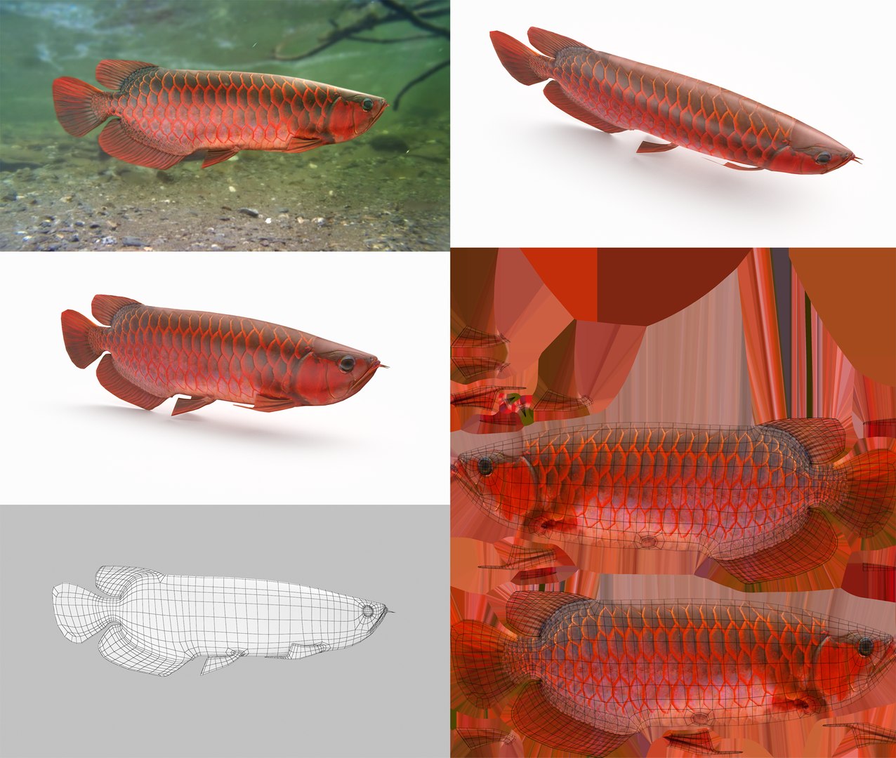 3D Fish Collection 04 https://p.turbosquid.com/ts-thumb/rY/1dK4WQ/c4/arowana_1/png/1667799320/1920x1080/fit_q87/cf31e9372df762625689dbcc87c4cead7afb1c08/arowana_1.jpg