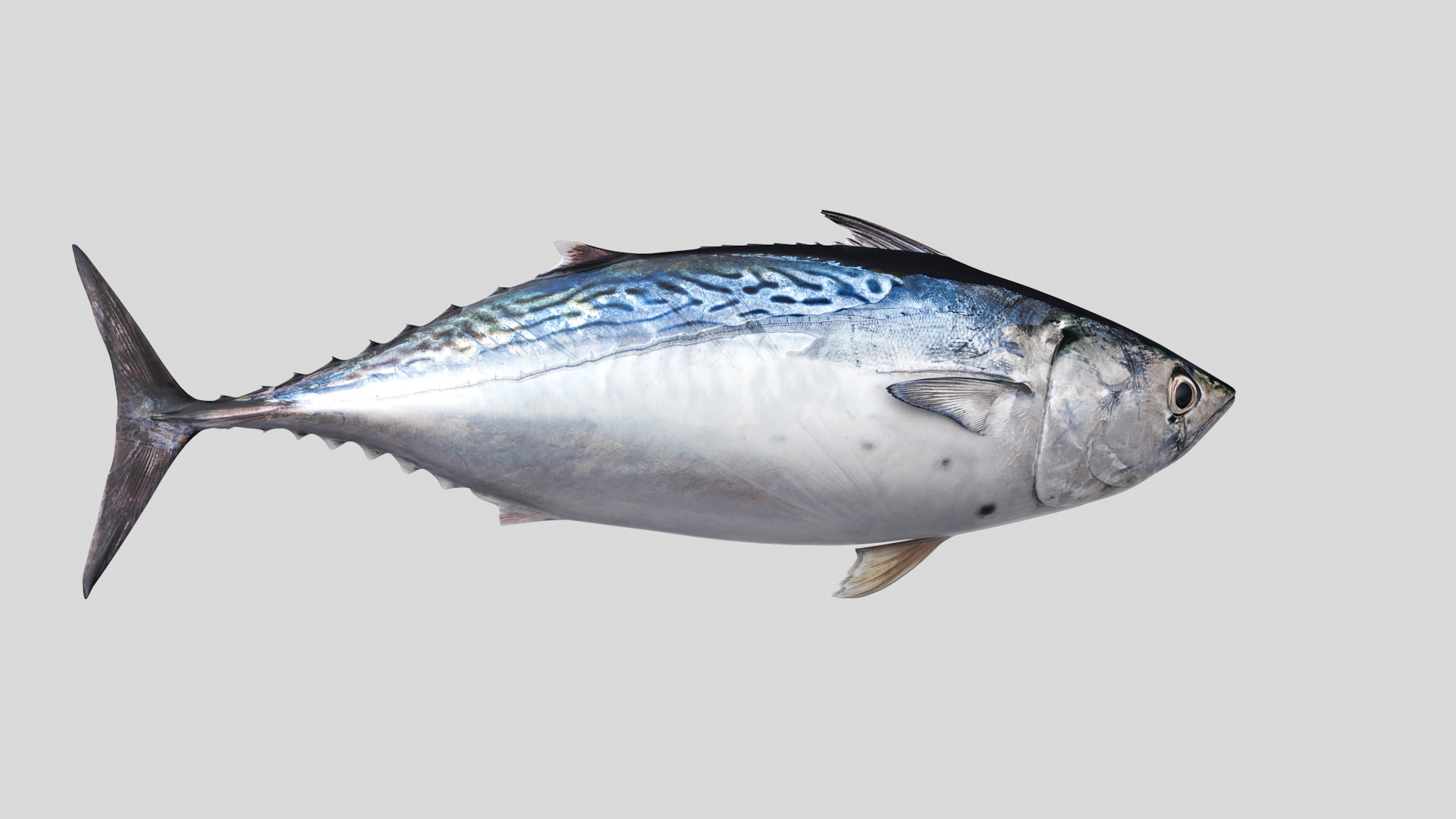 3D Fish Collection 04 https://p.turbosquid.com/ts-thumb/rY/1dK4WQ/cb/bonitott/png/1667801386/1920x1080/turn_fit_q99/b959e87a98a5524f1873b11598b8c696ac78df91/bonitott-1.jpg