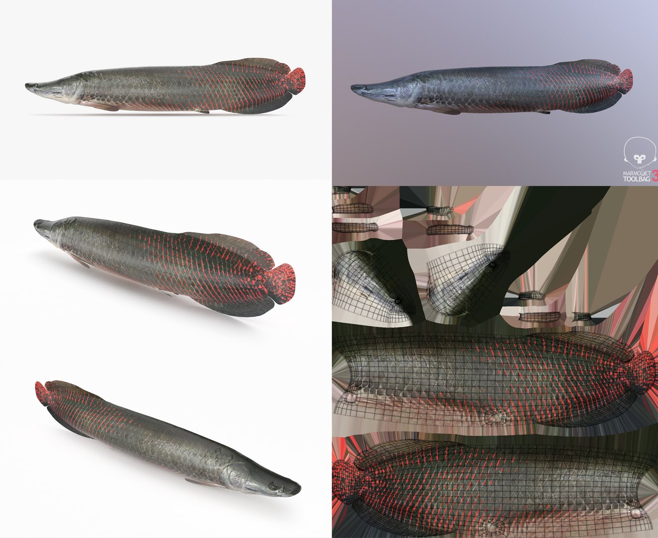 3D Fish Collection 04 https://p.turbosquid.com/ts-thumb/rY/1dK4WQ/gh/arapaima_1/png/1667799598/1920x1080/fit_q87/6a7cce7e7736312bf85c9fa7c300951fe33e5365/arapaima_1.jpg