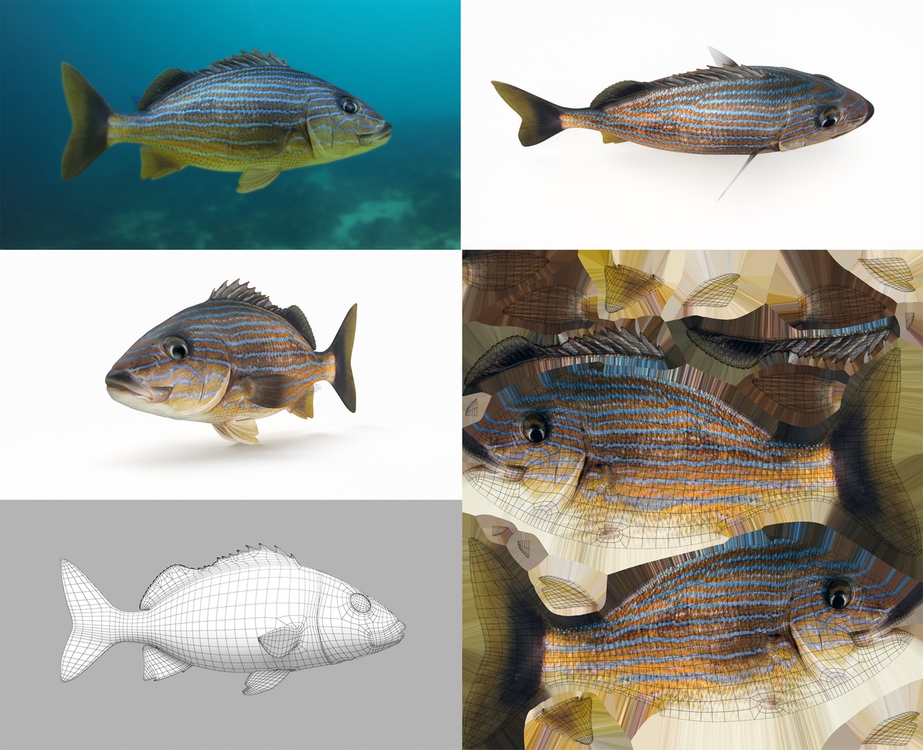 3D Fish Collection 04 https://p.turbosquid.com/ts-thumb/rY/1dK4WQ/lS/bsg_1/png/1667799603/1920x1080/fit_q87/4c6c555819e51423651fab5f2ff285f3a2549f5a/bsg_1.jpg