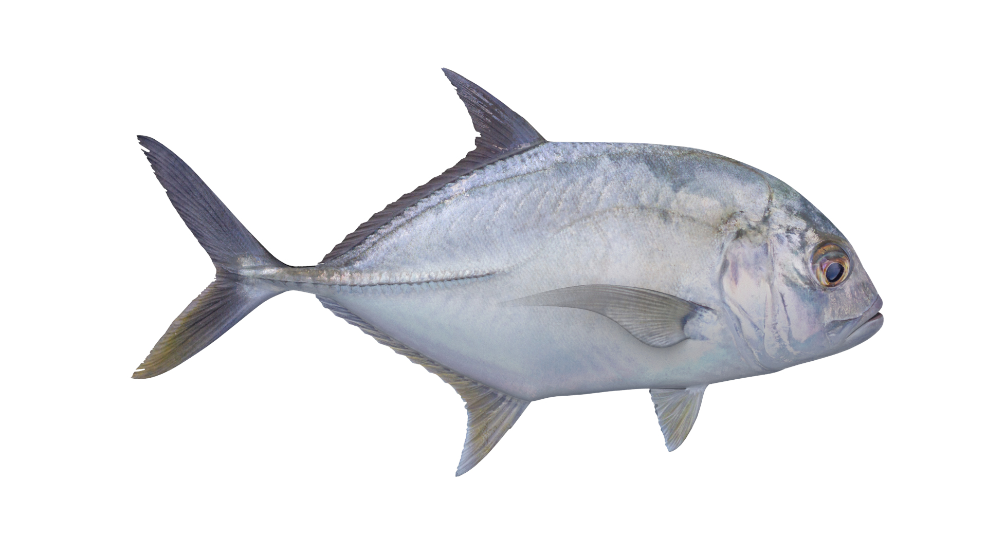 3D Fish Collection 04 https://p.turbosquid.com/ts-thumb/rY/1dK4WQ/om/trevallytt/png/1667801433/1920x1080/turn_fit_q99/f38b79036fc5e4a63dad02f5ab43d5fb0af2d105/trevallytt-1.jpg