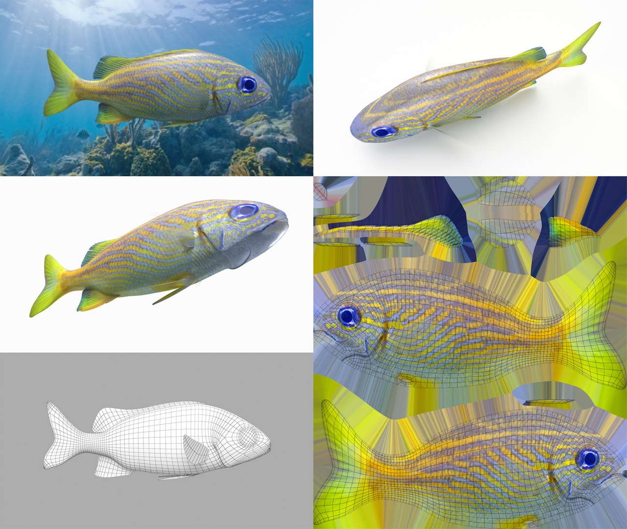 3D Fish Collection 04 https://p.turbosquid.com/ts-thumb/rY/1dK4WQ/pa/frenchgrunt_1/png/1667799618/1920x1080/fit_q87/6615e24d2b46625b3fafe262d2bc2a1eda13aa3a/frenchgrunt_1.jpg