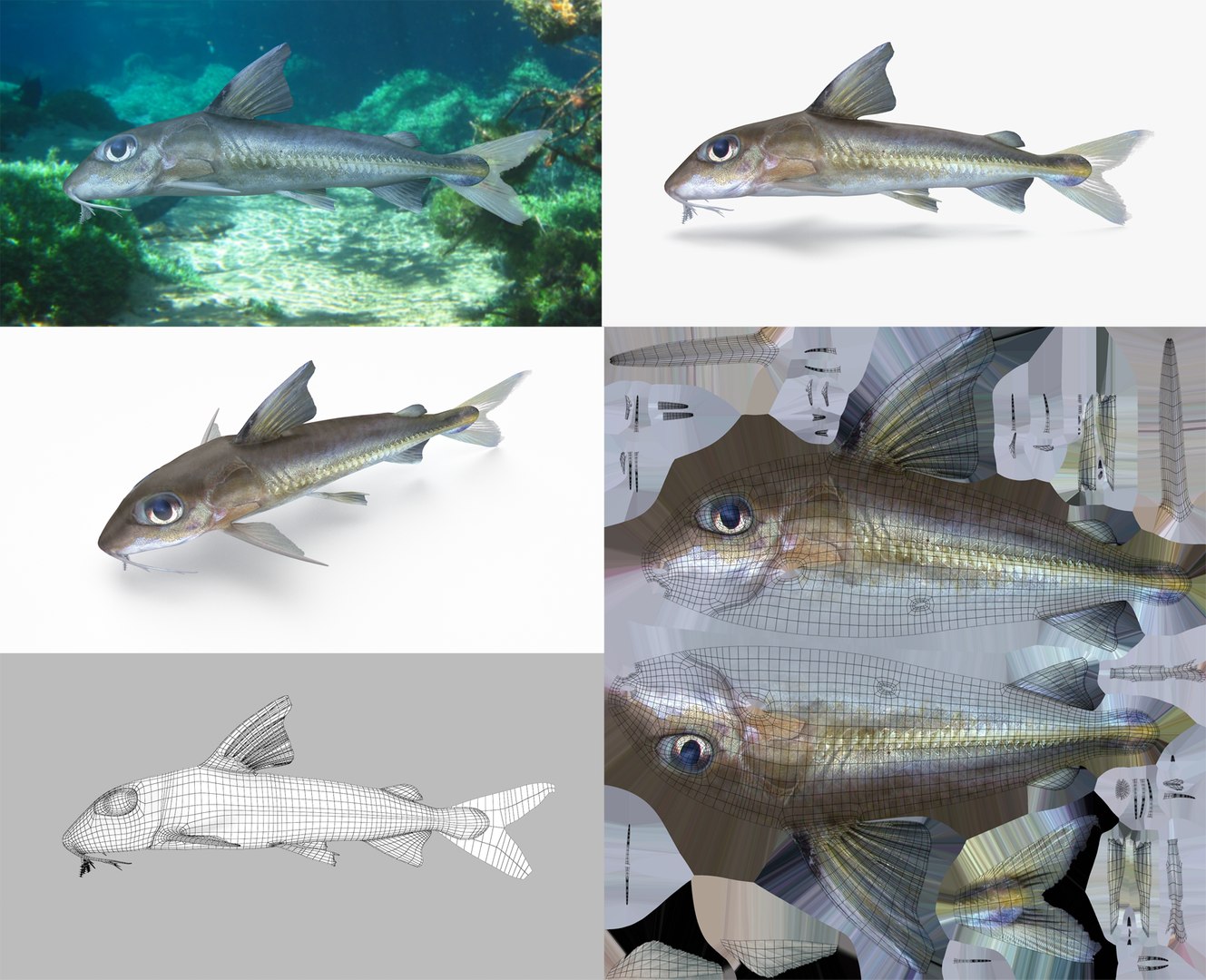 3D Fish Collection 04 https://p.turbosquid.com/ts-thumb/rY/1dK4WQ/pr/mcf_1/png/1667799627/1920x1080/fit_q87/f1432d93be77a2e4d3931285fd9bd5436ad04b51/mcf_1.jpg