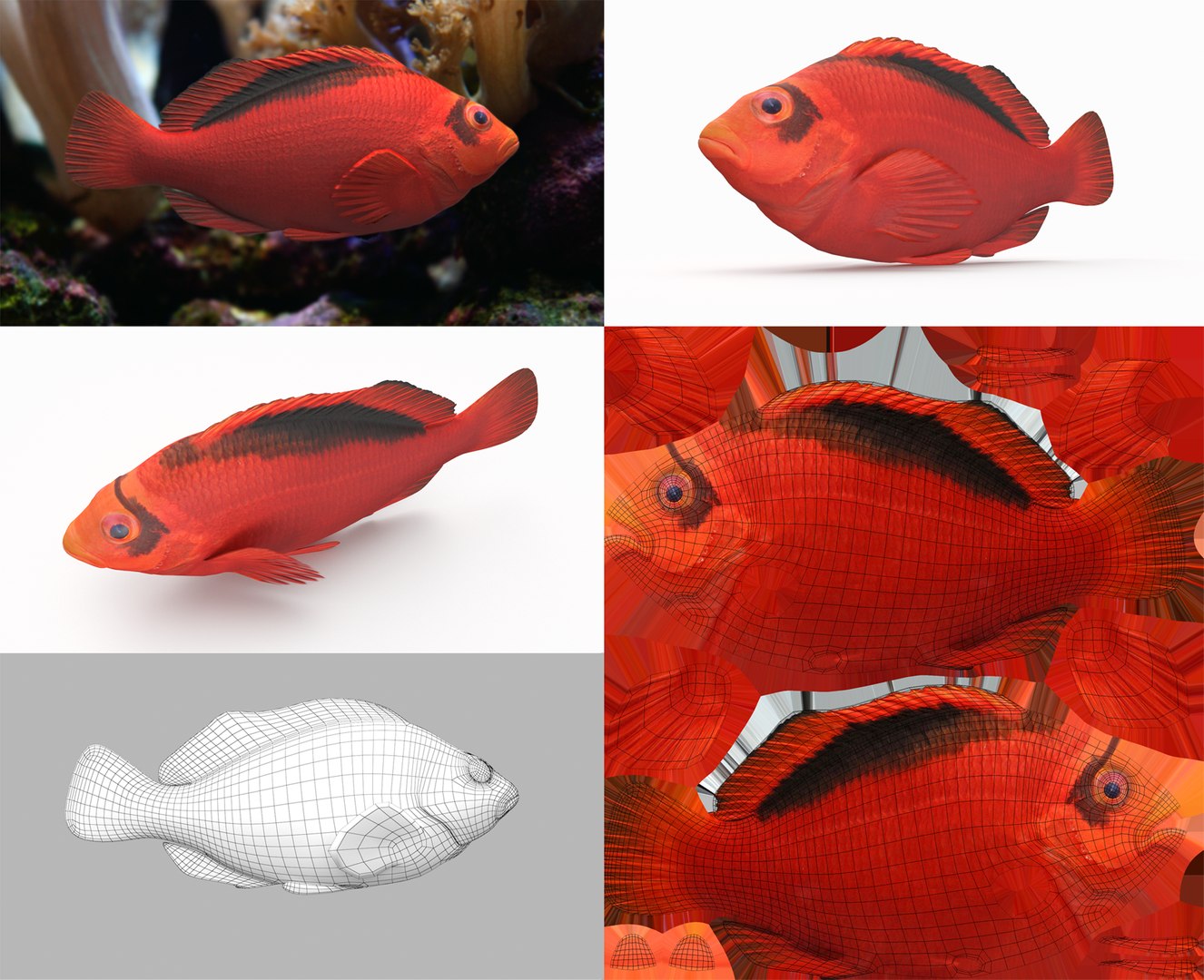 3D Fish Collection 04 https://p.turbosquid.com/ts-thumb/rY/1dK4WQ/sx/flamehawkfish_1/png/1667799616/1920x1080/fit_q87/36c65468cf295e294d886ecc108d5f0a48a40156/flamehawkfish_1.jpg