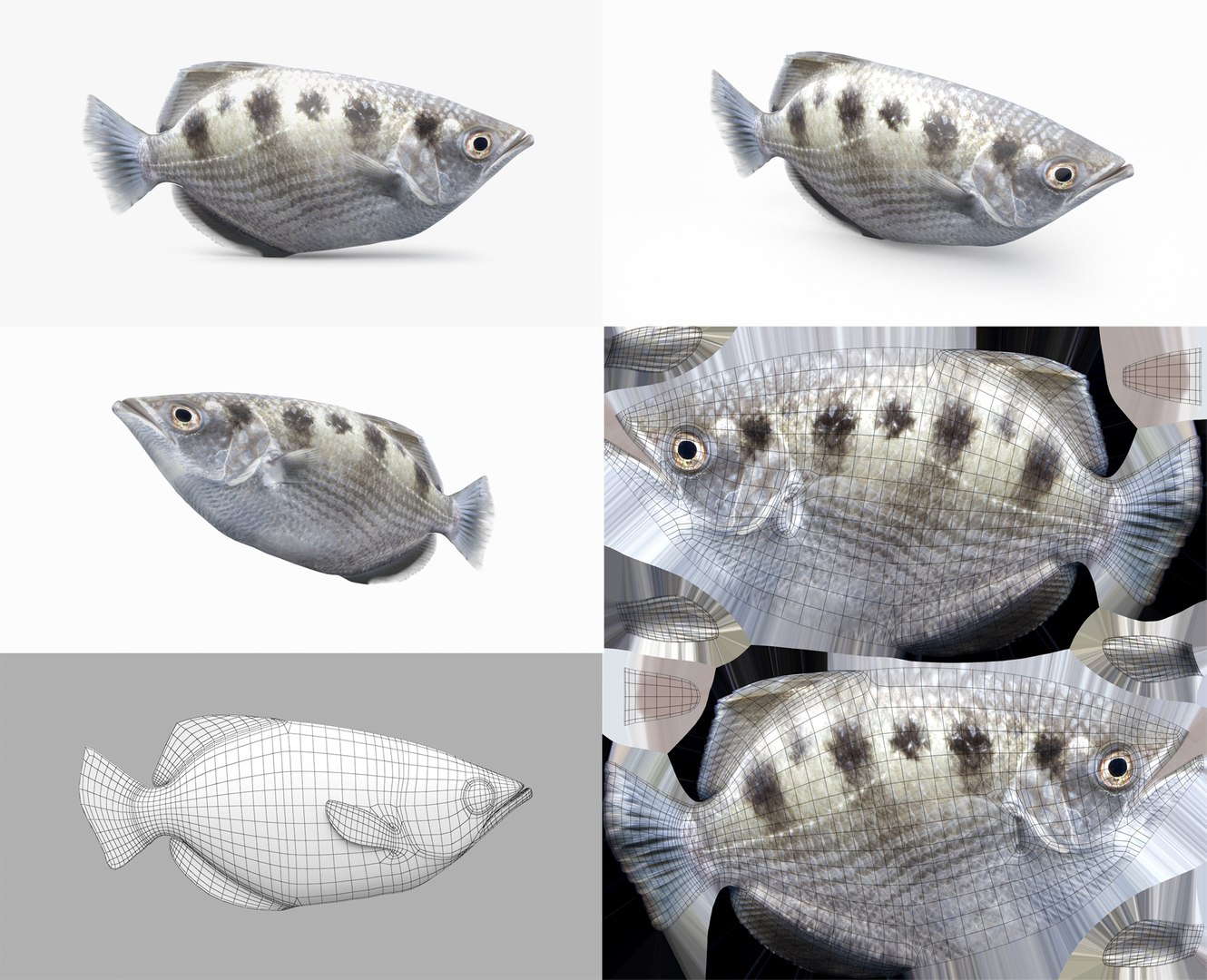 3D Fish Collection 04 https://p.turbosquid.com/ts-thumb/rY/1dK4WQ/vO/archer1/png/1667799592/1920x1080/fit_q87/1fdbe01cf29122f4b18367602876d3a6744a2ff7/archer1.jpg