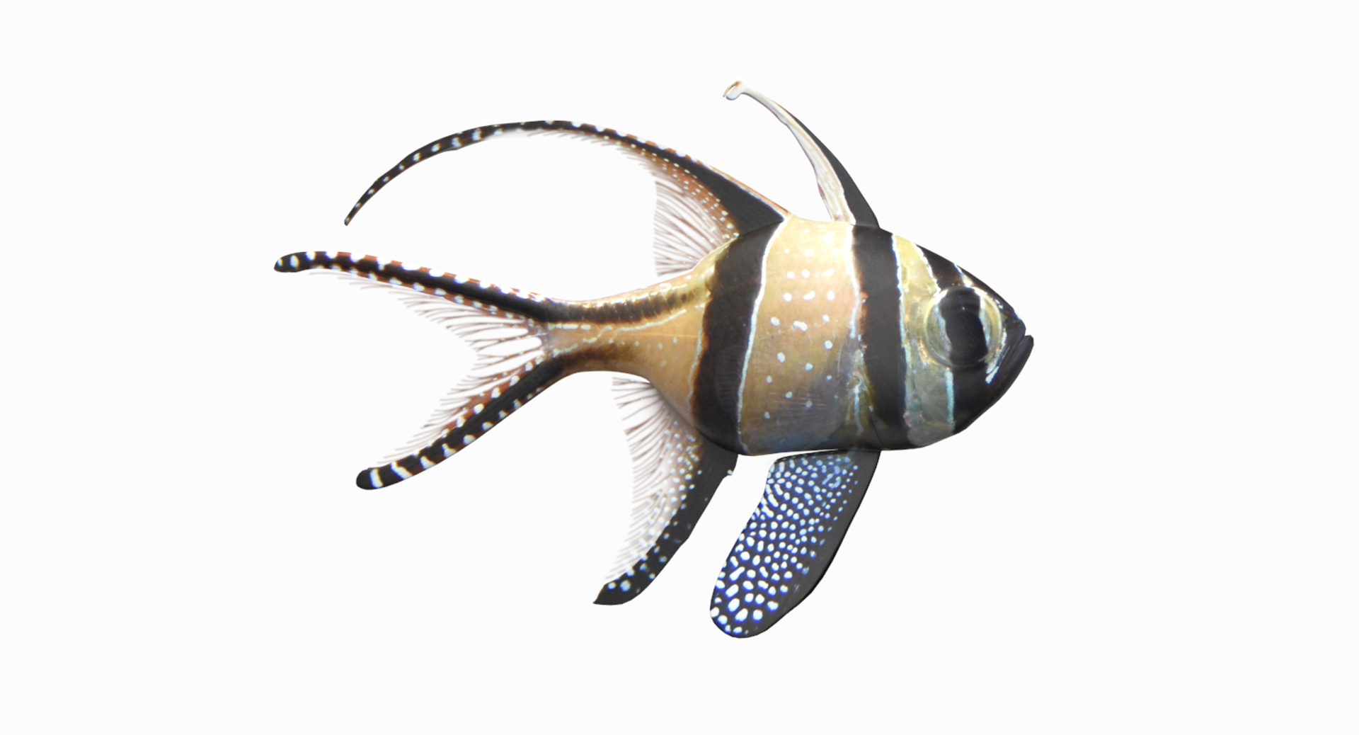 3D Fish Collection 04 https://p.turbosquid.com/ts-thumb/rY/1dK4WQ/wc/bangaicardinaltt/png/1667801828/1920x1080/turn_fit_q99/b745d7f2e6b701b76b0cf792ff28996ee3f9129d/bangaicardinaltt-1.jpg