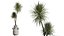 AV Indoor Plants Set 402 Areca Palm and Japandi Decorative and Yucca and Ficus and Zamioculcas