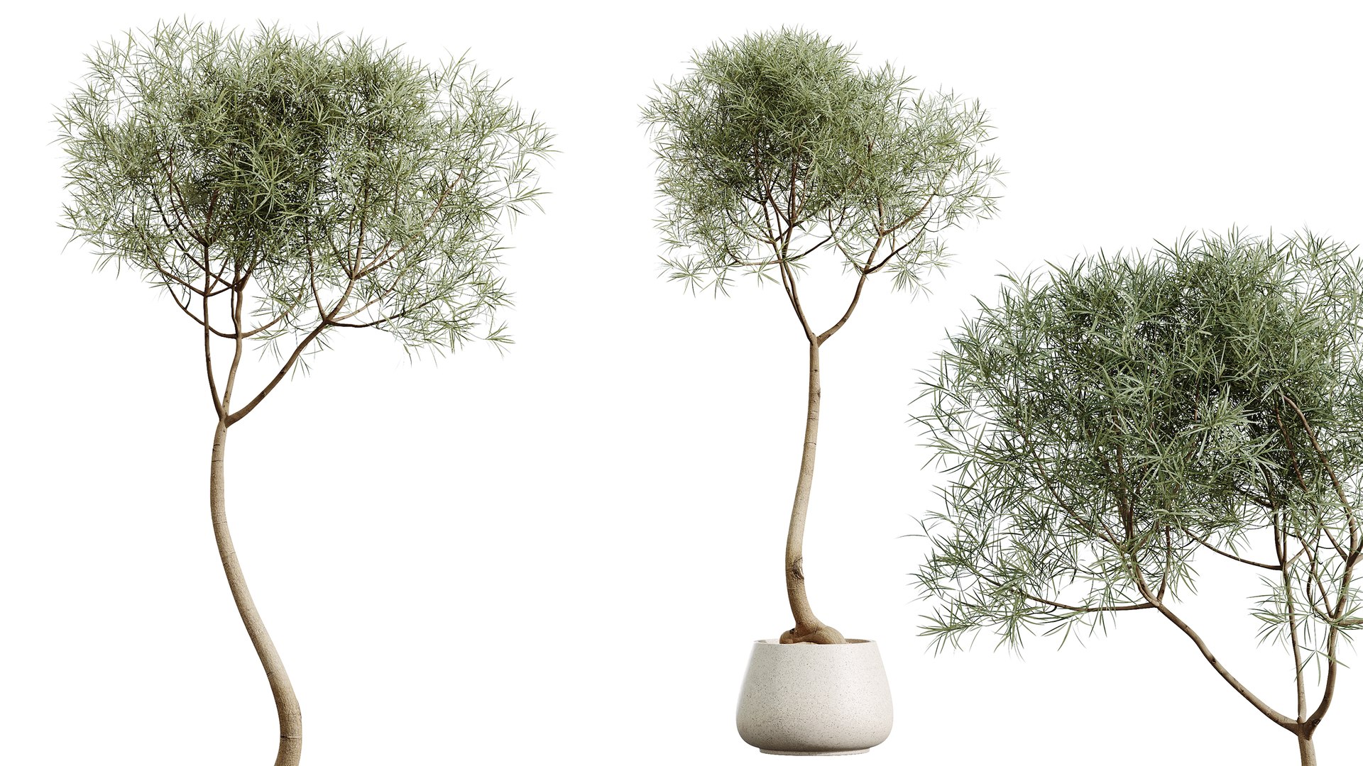 AV Indoor Plants Set 402 Areca Palm and Japandi Decorative and Yucca and Ficus and Zamioculcas 3D https://p.turbosquid.com/ts-thumb/rY/8K2wPi/J0/02/png/1763449727/1920x1080/fit_q87/2f40a32c32648bd58d1c766c3d16e73a39bf9a74/02.jpg