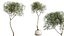 AV Indoor Plants Set 402 Areca Palm and Japandi Decorative and Yucca and Ficus and Zamioculcas