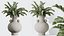 AV Indoor Plants Set 402 Areca Palm and Japandi Decorative and Yucca and Ficus and Zamioculcas