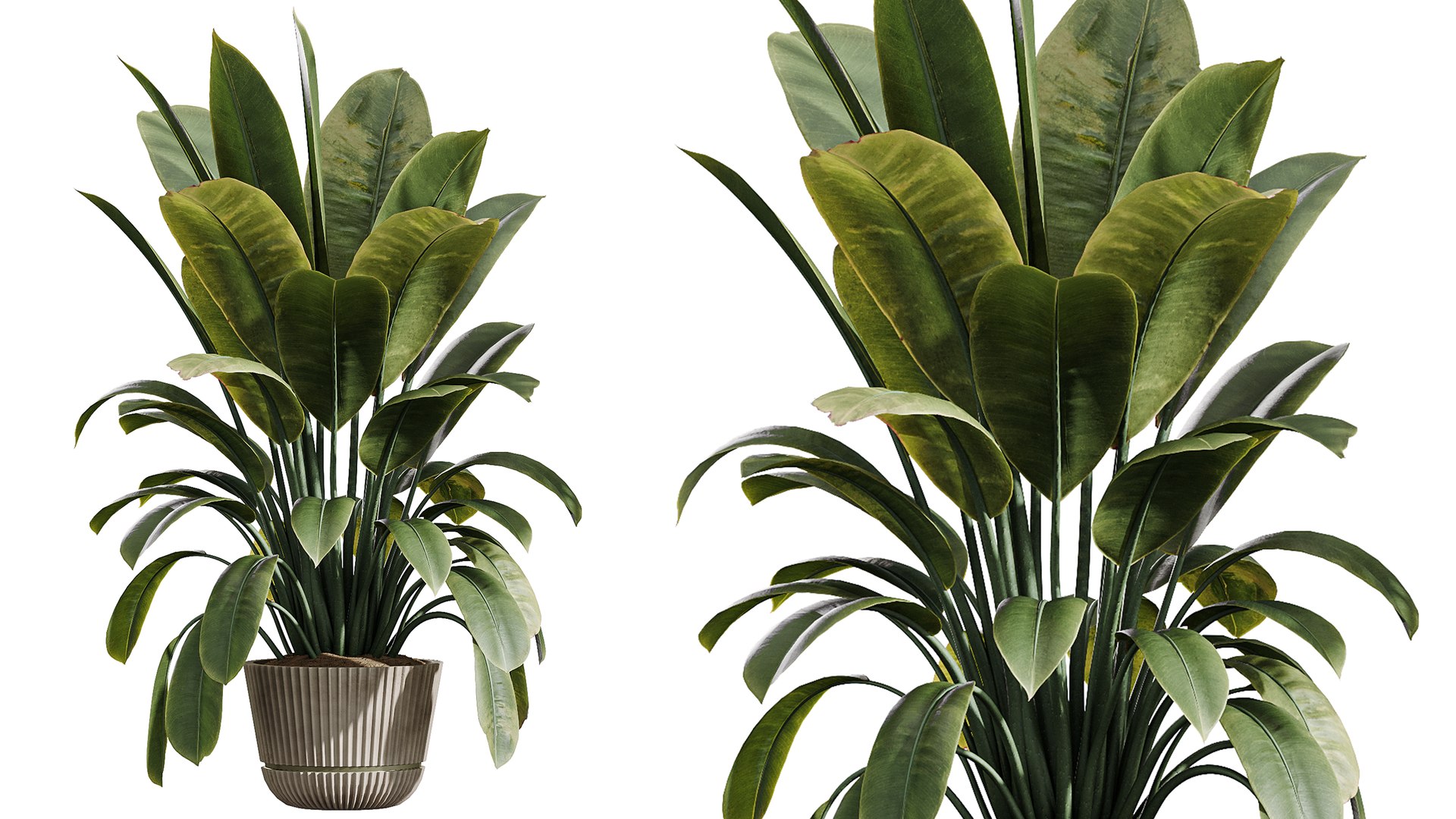 AV Indoor Plants Set 402 Areca Palm and Japandi Decorative and Yucca and Ficus and Zamioculcas 3D https://p.turbosquid.com/ts-thumb/rY/8K2wPi/Rm/05/png/1763449728/1920x1080/fit_q87/fdbf6c7e176a9c3253c6a89aaa4e190516a668b9/05.jpg