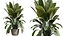AV Indoor Plants Set 402 Areca Palm and Japandi Decorative and Yucca and Ficus and Zamioculcas