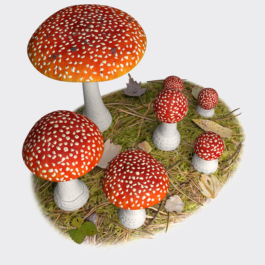 fly agaric 3d model https://p.turbosquid.com/ts-thumb/rY/9Y6iJI/4MC3EbfE/fa_07/jpg/1329860355/1920x1080/fit_q87/1a59c0efb891d0a5b51585393634759dc6416c9e/fa_07.jpg