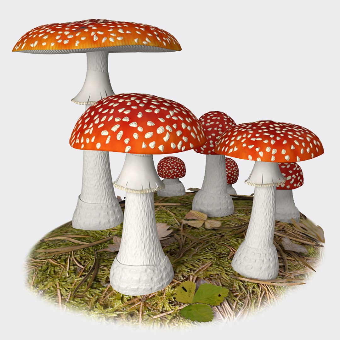 fly agaric 3d model https://p.turbosquid.com/ts-thumb/rY/9Y6iJI/7iKUqFas/fa_03/jpg/1329860355/1920x1080/fit_q87/d9c07013c1b213168e4f2fd9f34b2e11b3b5bc27/fa_03.jpg