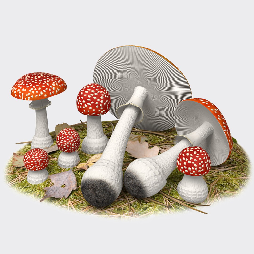 fly agaric 3d model https://p.turbosquid.com/ts-thumb/rY/9Y6iJI/Eqv0CLUB/fa_08/jpg/1329860355/1920x1080/fit_q87/da100dacedd3051a7512e0e8ada6c3179c5ea2bc/fa_08.jpg