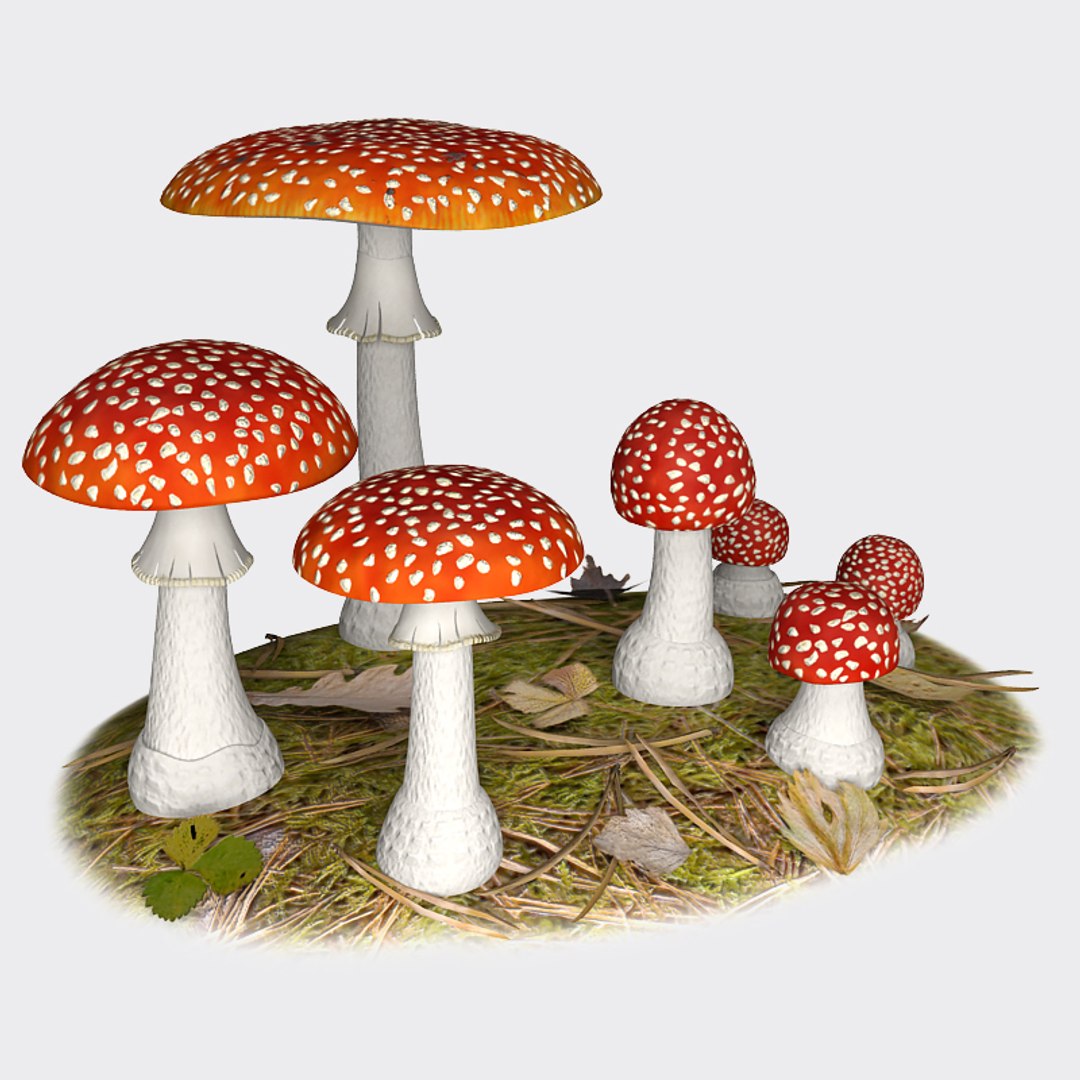 fly agaric 3d model https://p.turbosquid.com/ts-thumb/rY/9Y6iJI/cSLs7geb/fa_02/jpg/1329860355/1920x1080/fit_q87/126edd3156c803eb36c67bdfd3aa67e90c888e85/fa_02.jpg