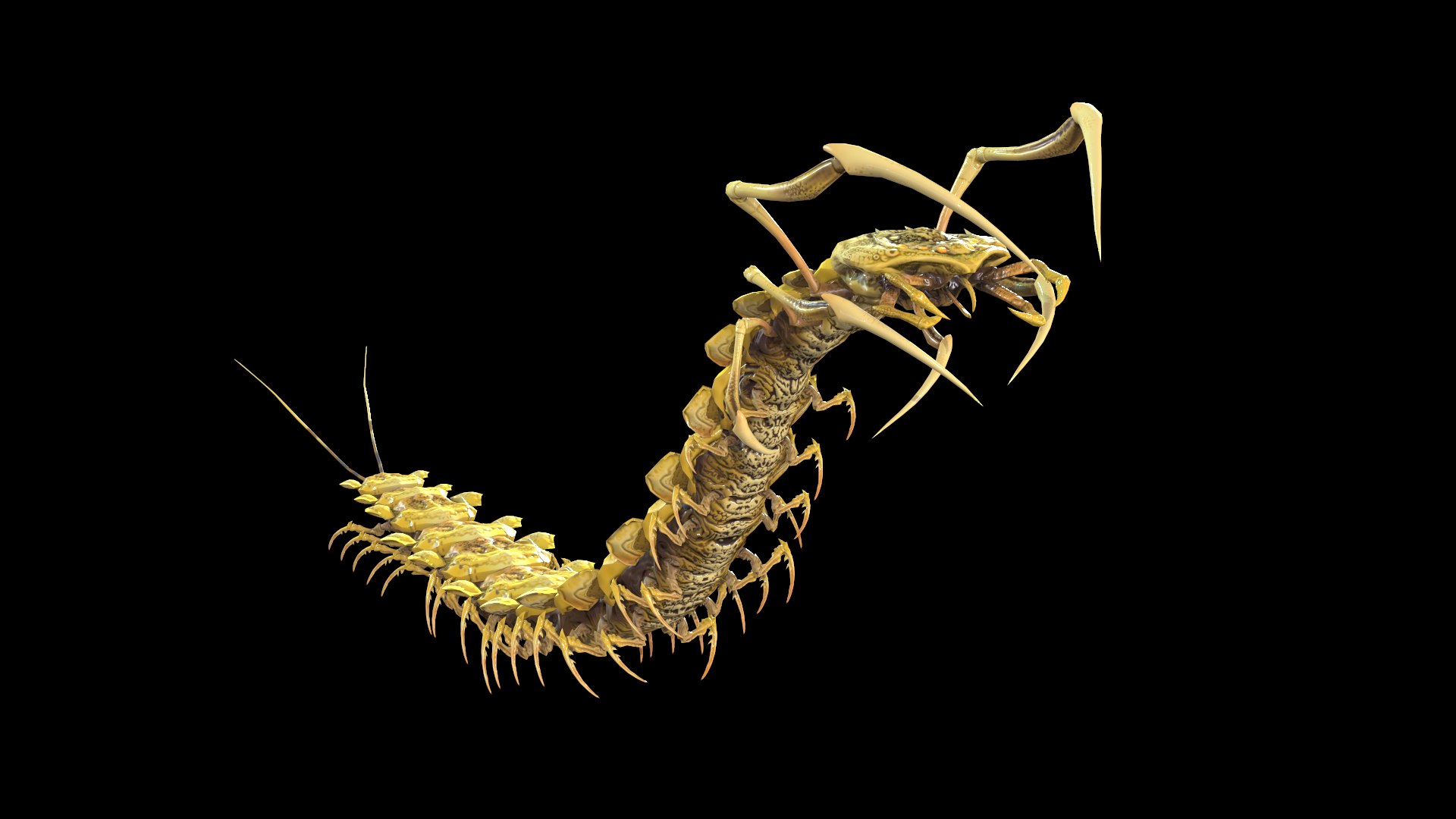 3D Centipede - TurboSquid 1742016