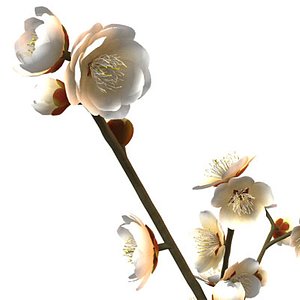 3d model japanese apricot ume