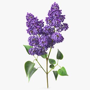 Lilac Syringa Branch 3D model