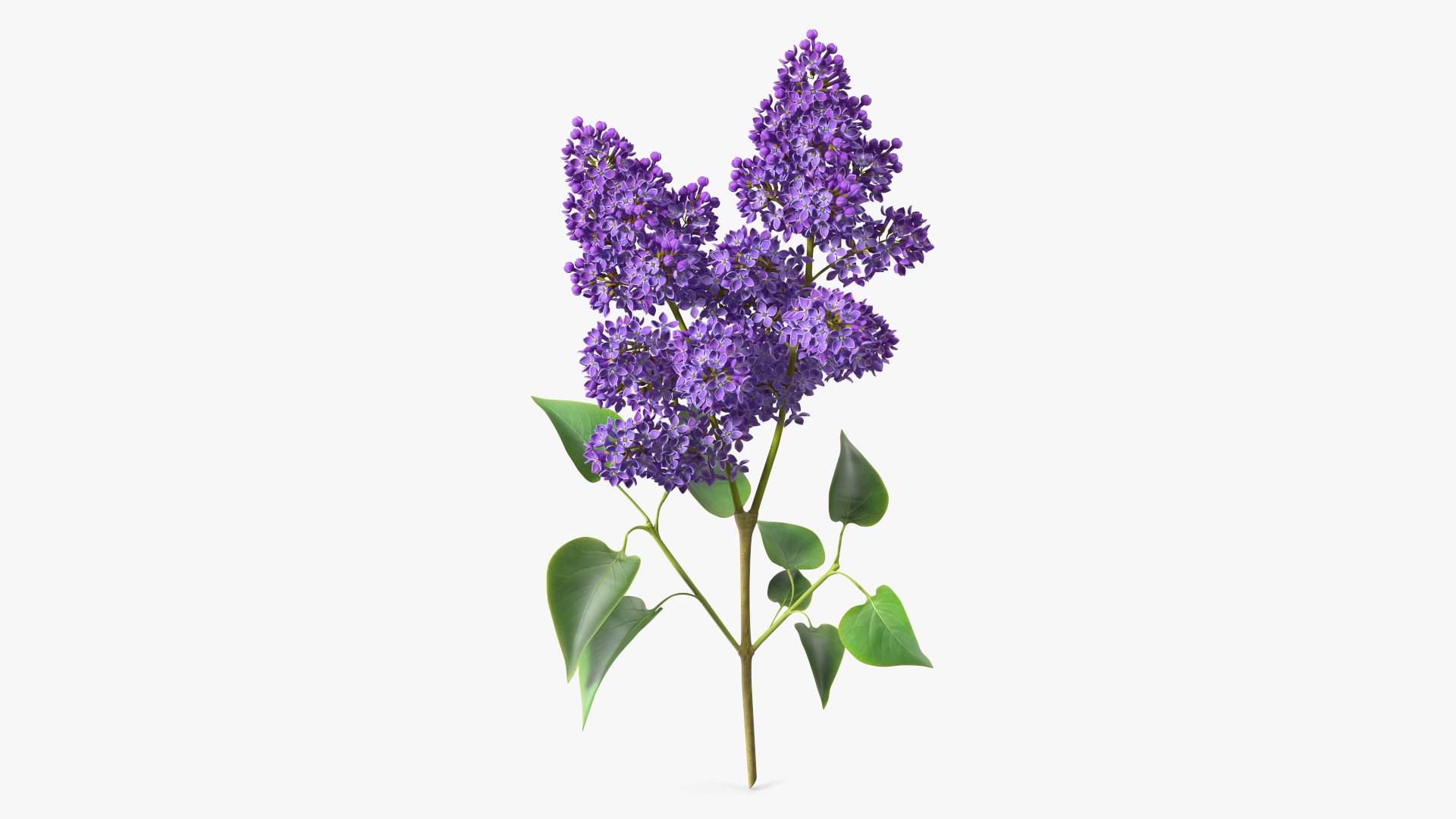 Lilac Syringa Branch 3D model - TurboSquid 2145556