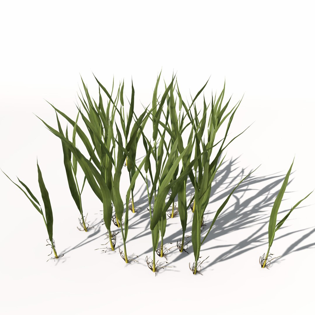 rice oryza ssp 3d model https://p.turbosquid.com/ts-thumb/rY/bJUpf6/0tv6z4k8/ag14rice3/jpg/1462489836/1920x1080/fit_q87/b0a930c23154853947c6872ab7f898c5bac36f86/ag14rice3.jpg