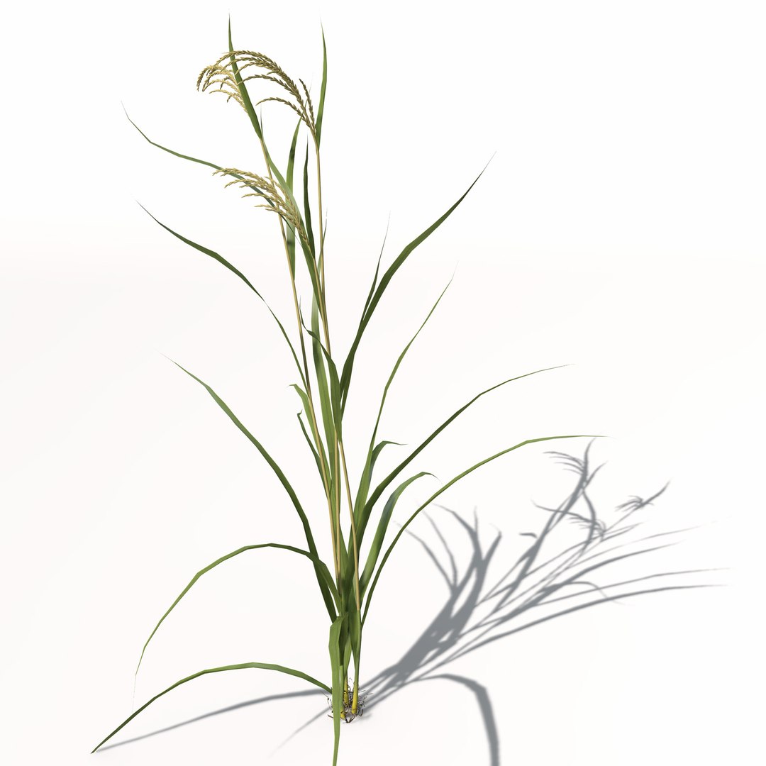 rice oryza ssp 3d model https://p.turbosquid.com/ts-thumb/rY/bJUpf6/5A78K3hU/ag14rice9/jpg/1462489836/1920x1080/fit_q87/a9184ec6db62310ae24c84304604386181daabc9/ag14rice9.jpg
